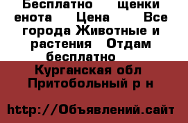 Бесплатно !!! щенки енота!! › Цена ­ 1 - Все города Животные и растения » Отдам бесплатно   . Курганская обл.,Притобольный р-н